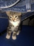 kattungar 