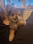 Pomchi valpar