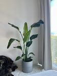 Strelitzia / Papegojblomma
