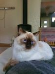 Ragdoll katt