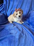 malteser/maltipoo blandras malteser/pudel