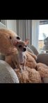 chihuahua valp