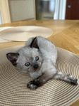 ragdoll/ Siames