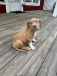 American Bully Tik