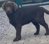 Labrador tik 