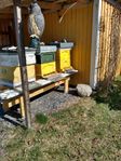 Bin, Bisamhälle, Avläggare