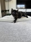 Kattungar 