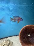 Malawi ciklider/ fis 