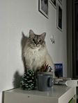 Omplacering av kattunge