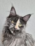 Omplacering Maine Coon med stamtavla