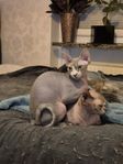 Omplacering sphynx hona med stamtavla