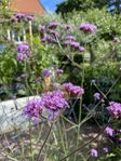 fina stora ex av jätte verbena . älskas av alla pollinatö