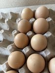 Bielefelder ägg