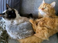 Swea (blandraskatt/norsk skogskatt) och Alize (ragdoll).