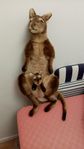 känguru med bebis