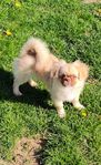 Tibetansk spaniel 