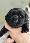 Labrador valpar stamtavla