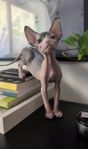 Sphynx kattungar 
