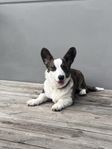 Mycket fin Welsh Corgi Cardigan hane