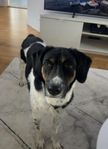 omplacering av hund 