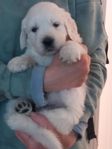 renrasig golden retriever valper med stammtavla