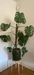 Stor monstera