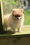 Pomeranian valp SKK