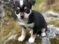 Chihuahua hane valp med SKK stamtavla