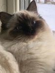 söker fertil hankatt till min hona