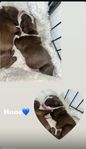 Amstaff/bully valpar