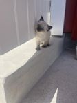 kattungar Ragdoll