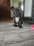 fransk bulldog valpar 