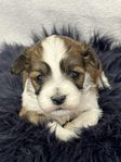 Bichon Havanais valpar