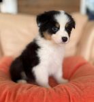 Australian shepherd valpar Leveransklara 