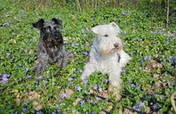 Dvärgschnauzer 