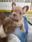 fransk bulldog valp ifrån självfödande tik