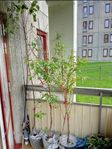 Äppleträd/ Persikaträd 