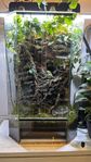Korallfingergroda, terrarium, regnsystem, gråsuggor