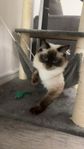 Ragdoll  katt 