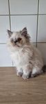Ragdollblandis kattunge med sin manma
