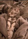 Tillgiven social katt Bengal