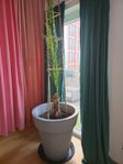 Palm