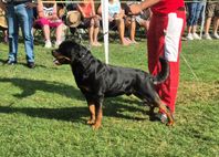 Rottweiler Hanvalp