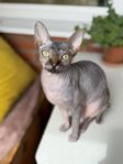 Super söt sphynx flicka med stamtavla i Sverak 