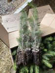 Granplantor