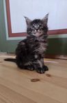 Maine coon med stamtavla 