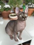 Ljuvlig sphynx flicka med stamtavla i Sverak 