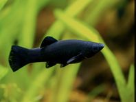 Black Molly