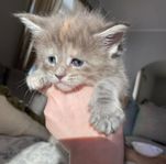 Mainecoon kattunge med stamtavla 