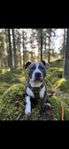 Omplacering hane amstaff, två år